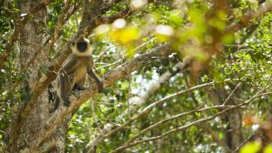 Highlights of Northern Sri Lanka