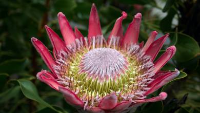 Signature South Africa | Wild Coasts & Winelands