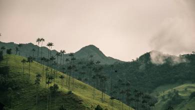 Signature Colombia | Stories Beneath Wax Palms