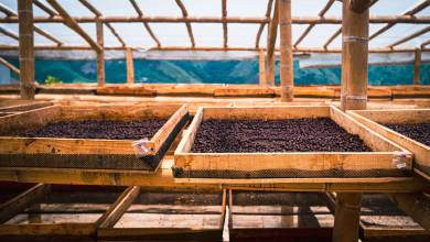 Signature Colombia | Stories Beneath Wax Palms