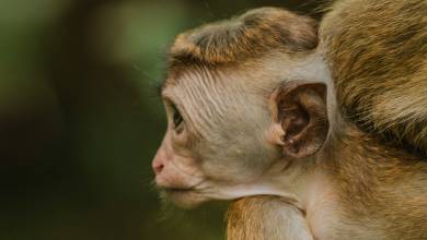 Signature Sri Lanka | The Island of Serendipity