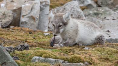 Scotland to Spitsbergen: Puffins, Sea Ice and Wildlife