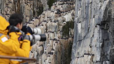 Scotland to Spitsbergen: Puffins, Sea Ice and Wildlife