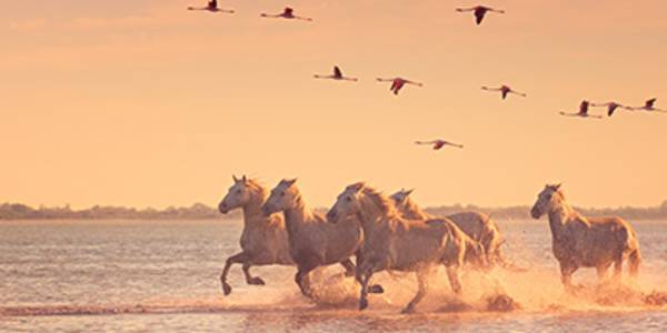 Chevaux sauvages et flamants roses au coucher du soleil
