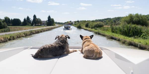 Due cani si rilassano a prua di una barca sotto il sole, guardando avanti lungo un tranquillo canale in Borgogna.