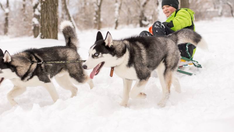 Finland Family Winter Adventure