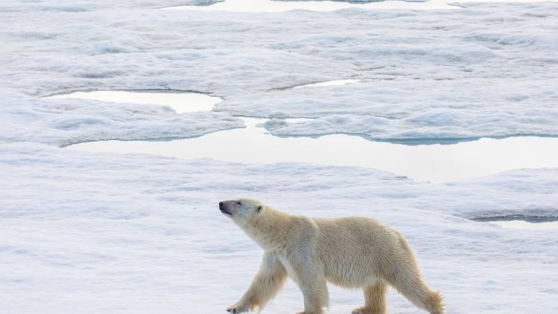 Northwest Passage: Epic High Arctic