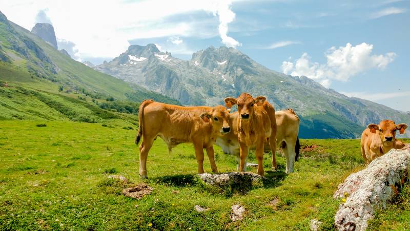 Hike Spain’s Picos de Europa