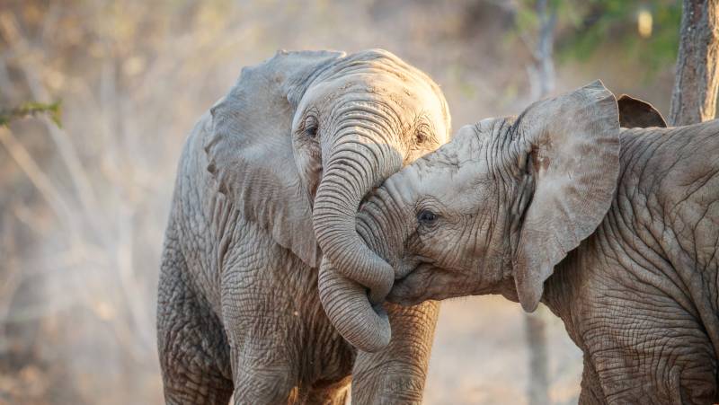 Southern Africa Safari: Kruger & Coast