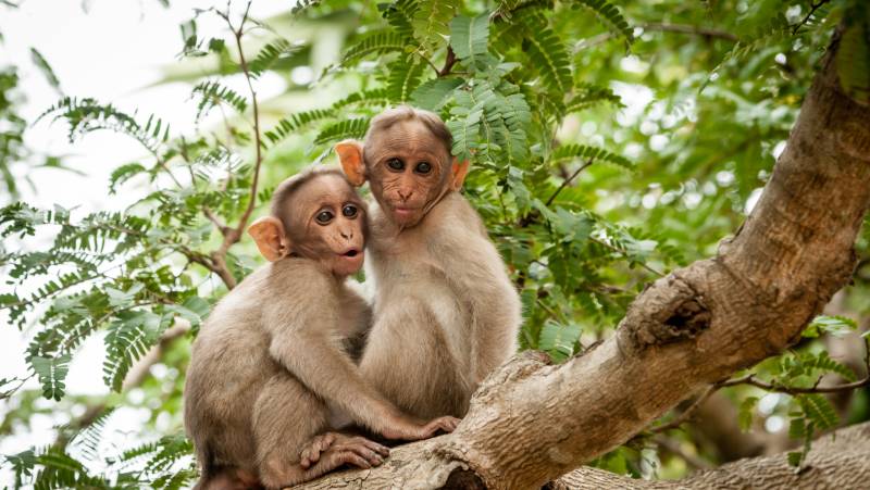 Cycle Kerala & Tropical India