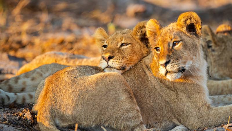 Botswana & Zimbabwe Lodge Safari