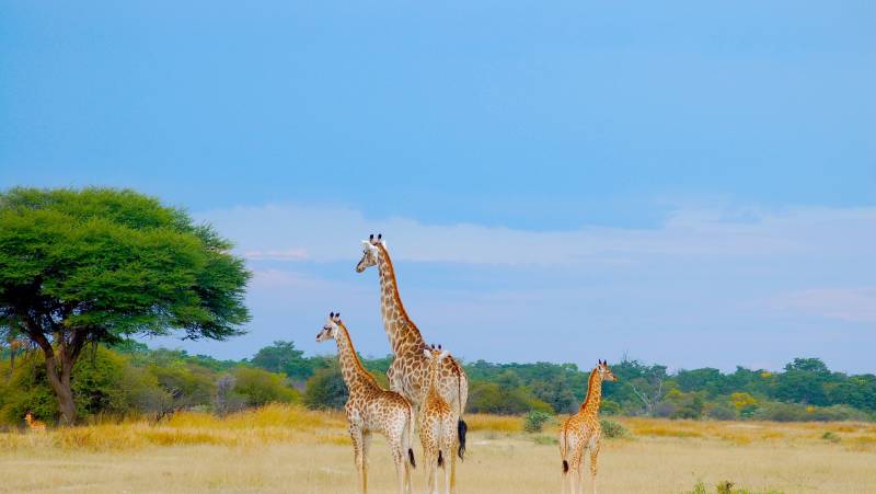 Botswana & Zimbabwe Lodge Safari