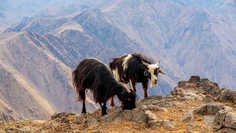 Climb Morocco’s Mt Toubkal