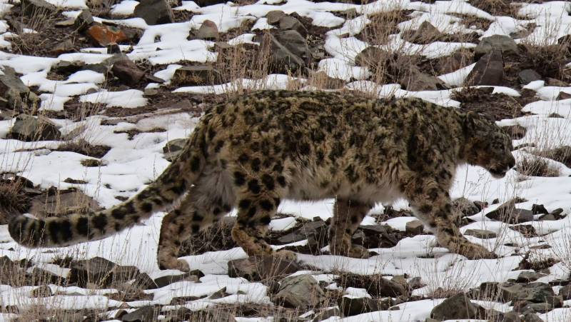 Search for Snow Leopards with Valerie Parkinson