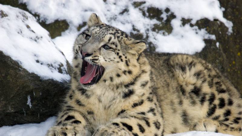 Search for Snow Leopards with Valerie Parkinson