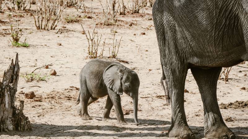 Botswana & Zimbabwe Lodge Safari