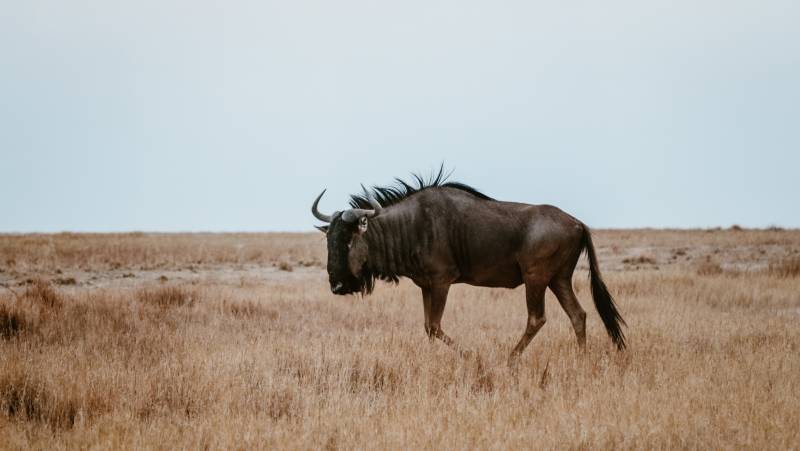 Botswana & Zimbabwe Lodge Safari