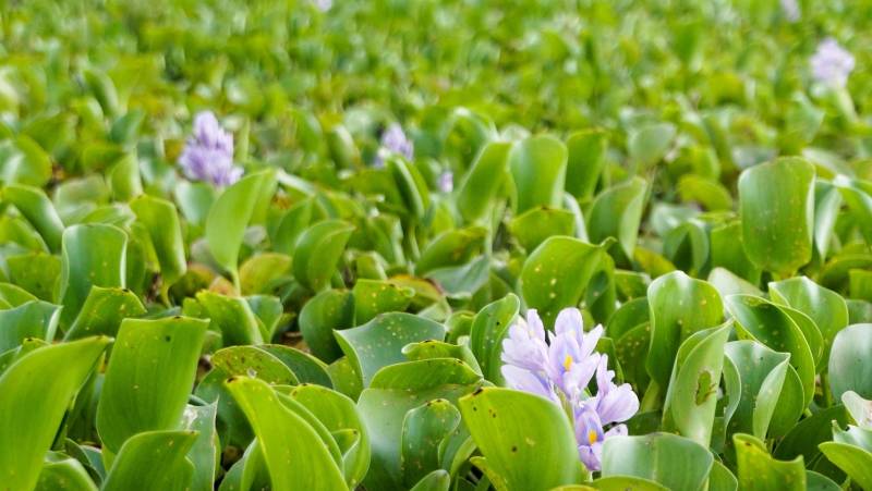 Pantanal – Land of the Jaguar