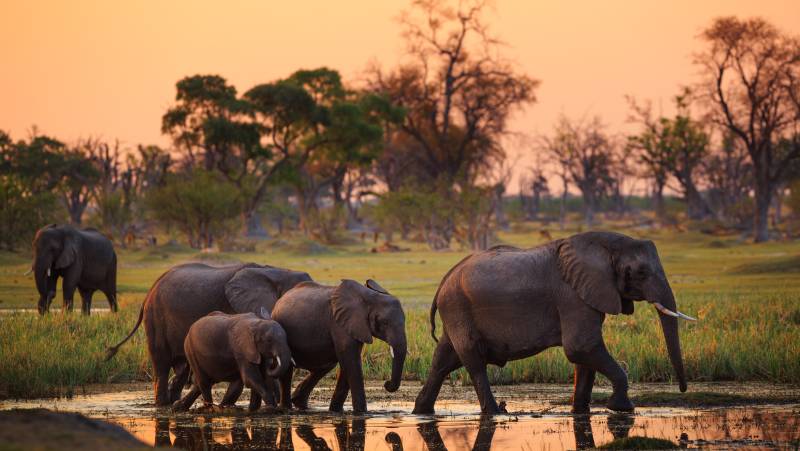 Wildlife & Wilderness of Botswana