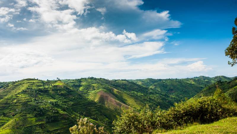 Chimps & Gorillas of Uganda