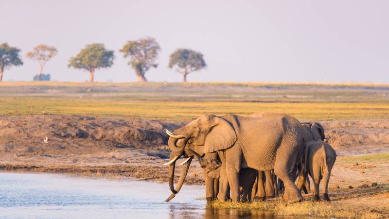Wildlife & Wilderness of Botswana