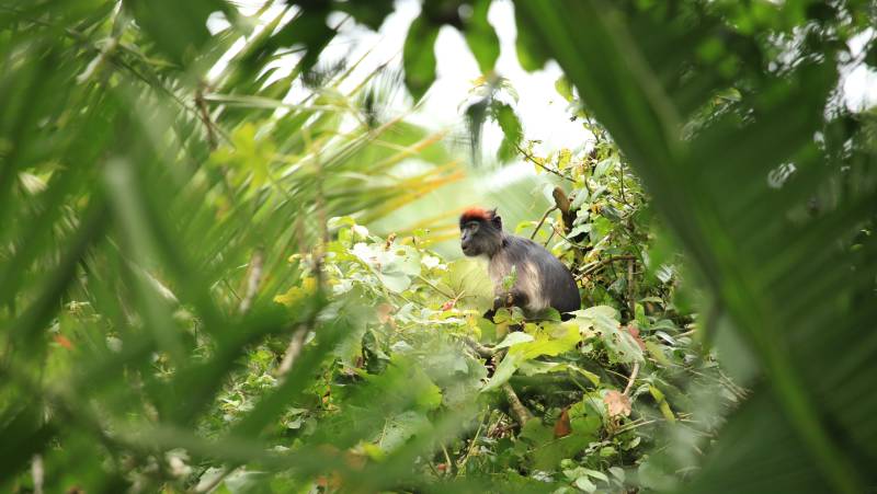 Chimps & Gorillas of Uganda