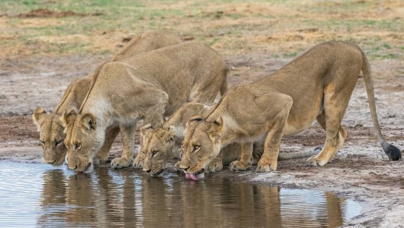 Wildlife & Wilderness of Botswana