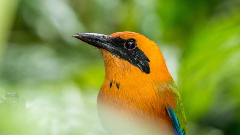 Wild Costa Rica – Premium Adventure