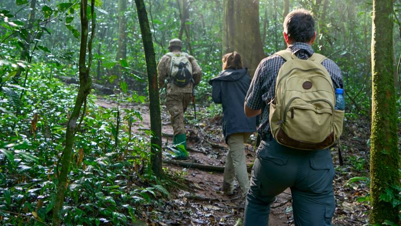 Chimps & Gorillas of Uganda