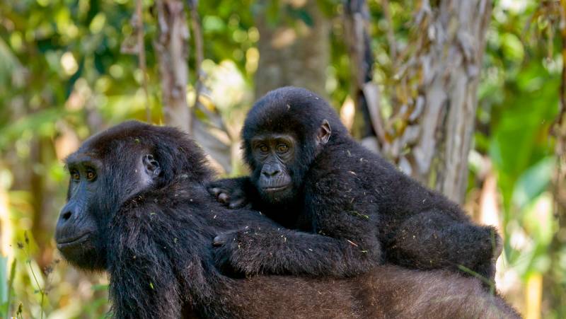 Chimps & Gorillas of Uganda