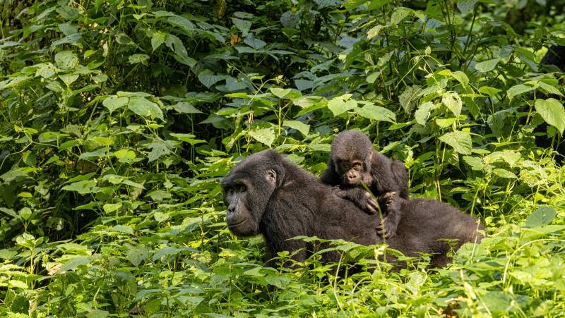 Gorillas & Masai Mara – Camping