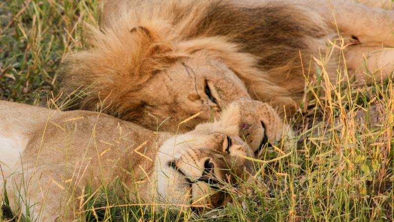 Wildlife & Wilderness of Botswana