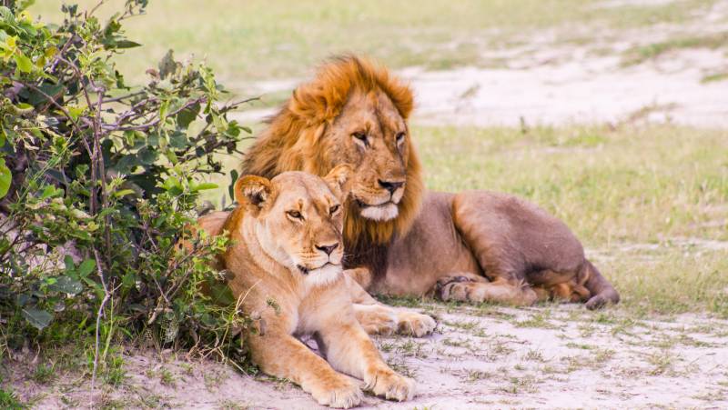 Wildlife & Wilderness of Botswana