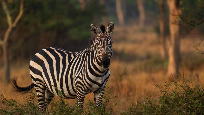 Chimps & Gorillas of Uganda