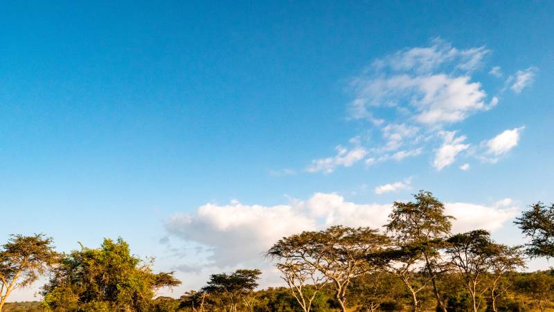 Chimps & Gorillas of Uganda