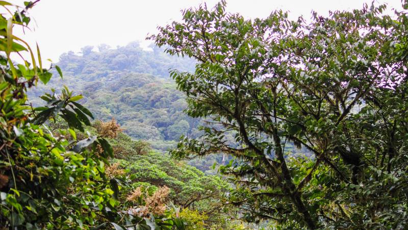 Monteverde Cloud Forest
