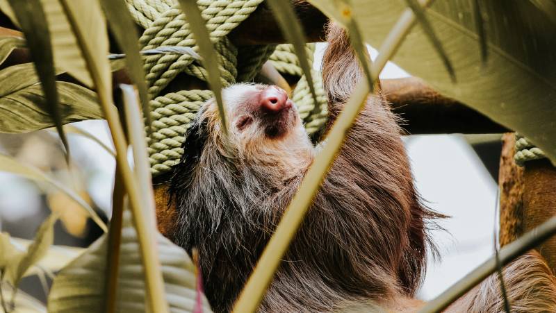 Monteverde Sloth Sanctuary