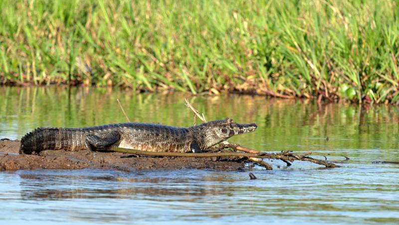 Pantanal – Land of the Jaguar