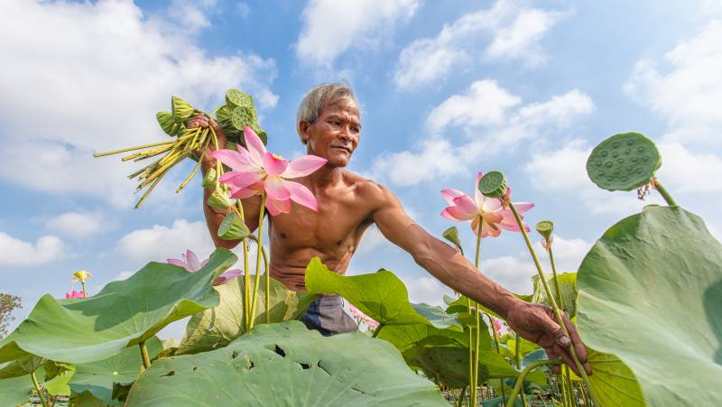 Thailand Lotus Season
