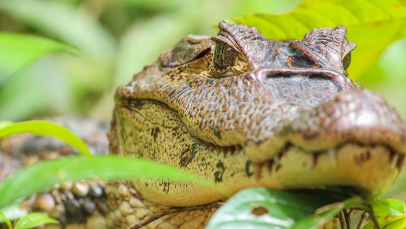 Tortuguero wildlife