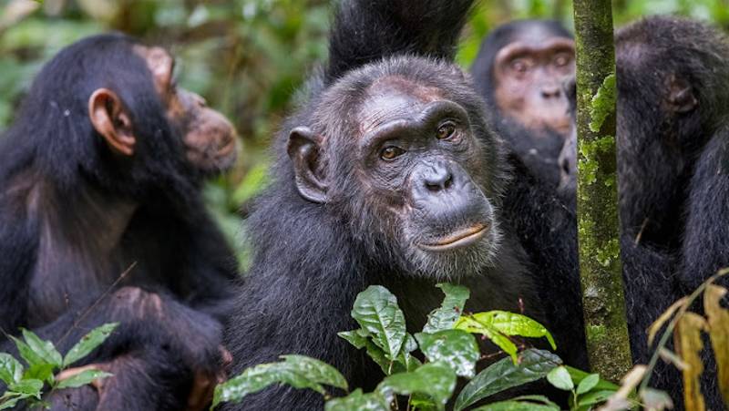 Chimps & Gorillas of Uganda
