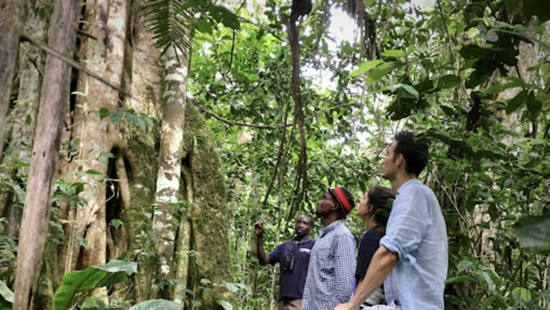 Chimps & Gorillas of Uganda