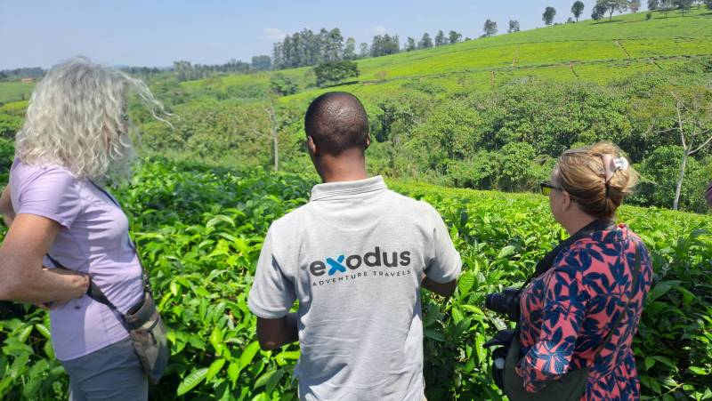 Chimps & Gorillas of Uganda