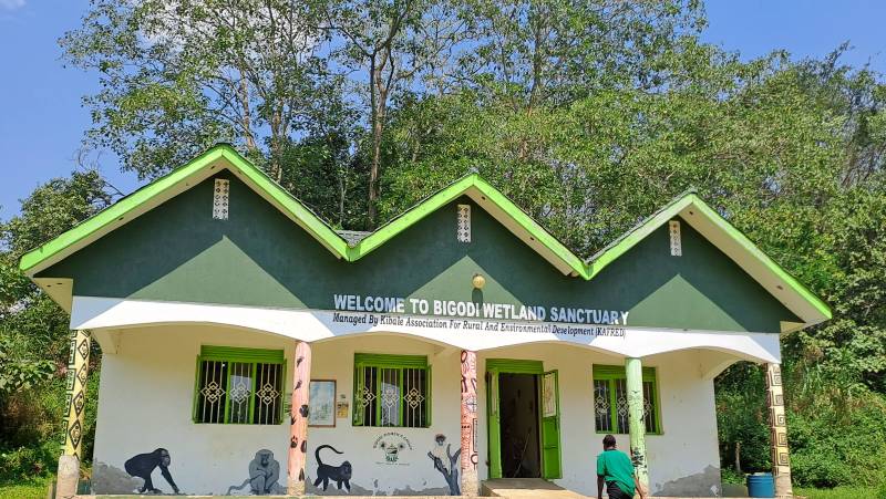 Chimps & Gorillas of Uganda