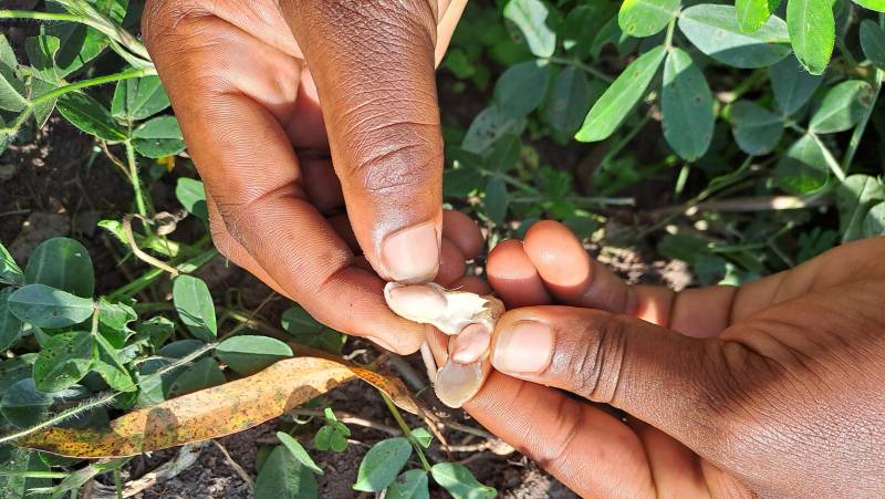 Chimps & Gorillas of Uganda