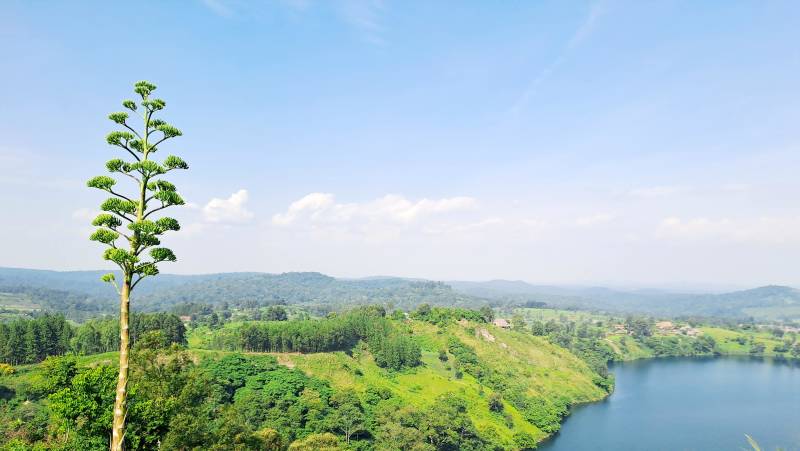 Chimps & Gorillas of Uganda