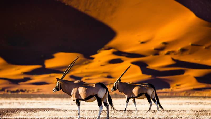 Discover Namibia – Camping