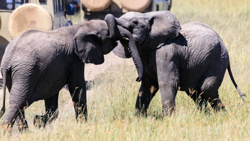 Kenya & Tanzania Adventure