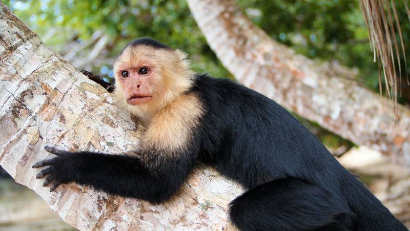 Costa Rica Adventure Family Holiday