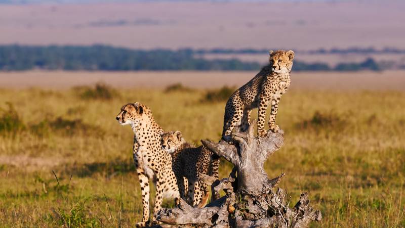 Kenya & Tanzania Adventure